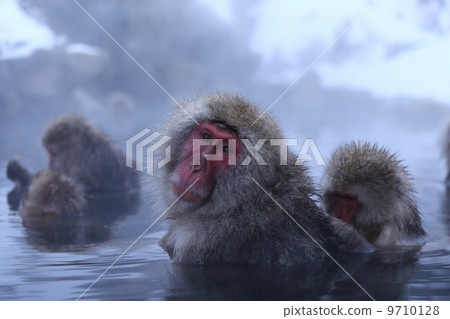 日本猴子3 9710128