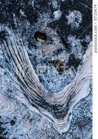 Fossil 9710474