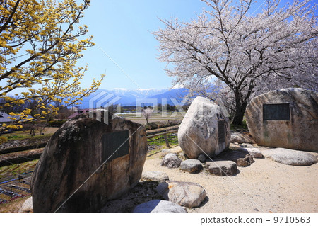 Azumino cherry tree full bloom Azumino cherry tree full bloom 9710563