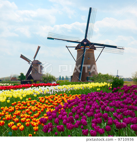 two dutch windmills over  tulips field 9710936
