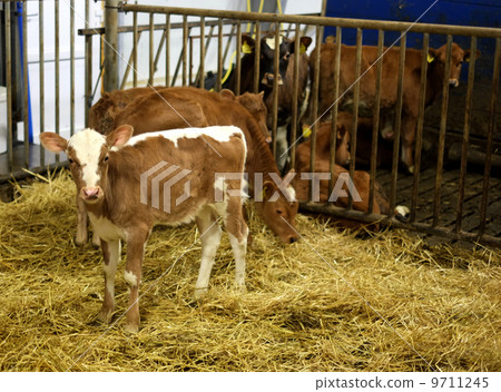 Calf Iceland Calf Iceland 9711245