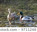 Cargamo 9711248