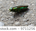 A badger beetle 9711256