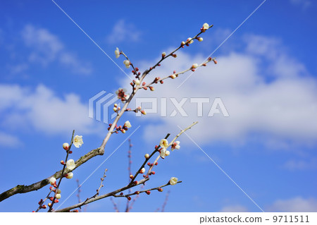 White plum 9711511