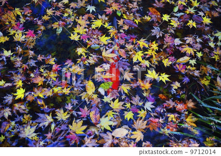 Pond carp fall leaves fall 9712014