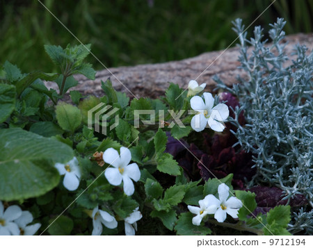 Bacopa 9712194
