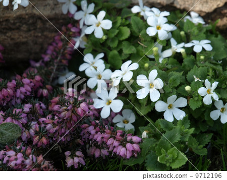 Bakopa and Erika Darlienesis Bakopa and Erika Darlienesis 9712196