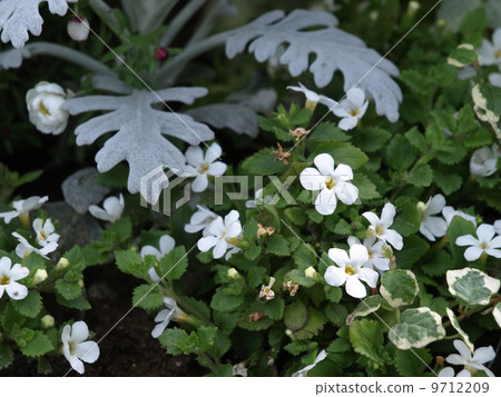 假馬齒莧 假馬齒莧 9712209