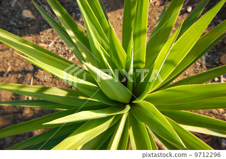 Yucca whipplei Yucca's leaves 9712296