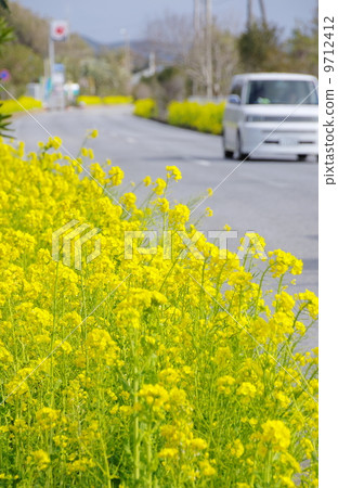 Rape blossoms in full bloom at the Boso Flower Line (Minamiboso City, Chiba Prefecture) 9712412