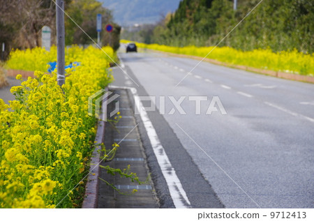 Boso Flower Line (Minamiboso City/Tateyama City, Chiba Prefecture) 9712413