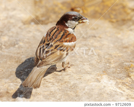 Sparrow Sparrow 9712609