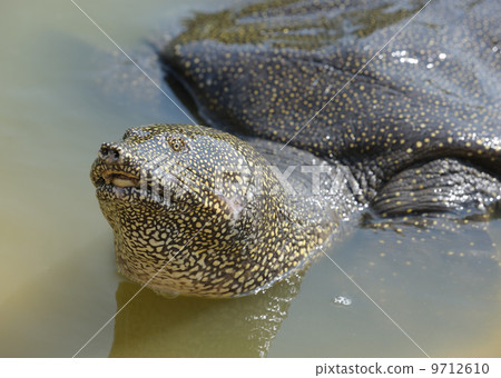 Nile Soft-shelled Turtle (Trionyx triunguis) 9712610
