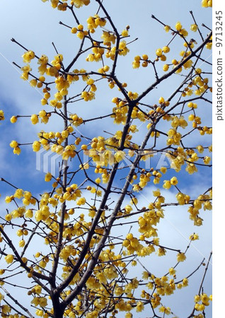 Bamboo flower Bamboo flower 9713245