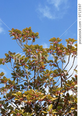 Rhododendron bud 9713597