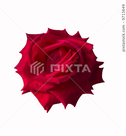 Red rose on white Red rose on white 9713649