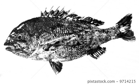 Kurodai's fish Kurodai's fish 9714215