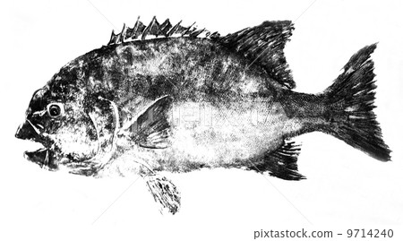 The fish of Ishidai The fish of Ishidai 9714240