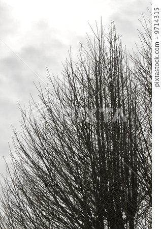 Fuyuki Standing（銀杏） 9714315