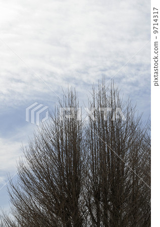 Fuyuki Standing（銀杏） 9714317