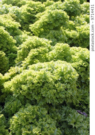 Wasabi Wasabi 9714431