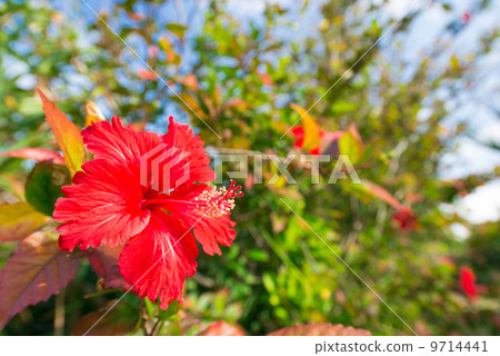 沖繩·芙蓉花 沖繩·芙蓉花 9714441