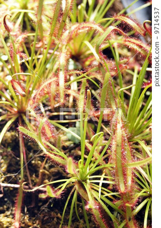 非洲娜迦Bursen 9714537