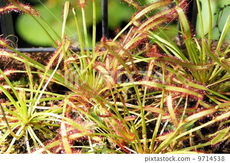 非洲娜迦Bursen 9714538