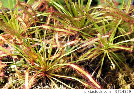 African Naga Bursen 9714539