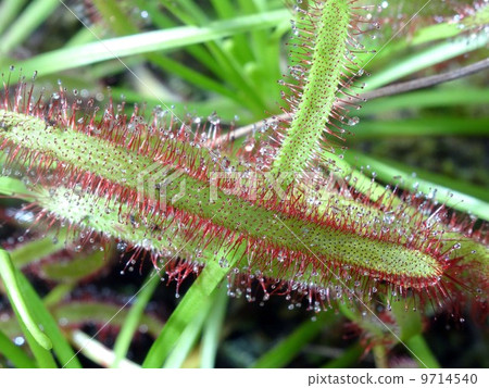 African Naga Bursen African Naga Bursen 9714540