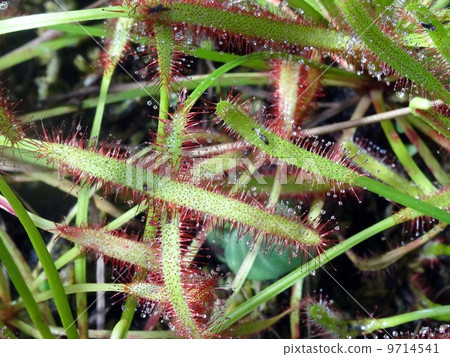 非洲娜迦Bursen 9714541