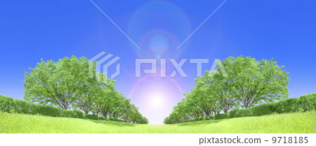 Zelkova trees tree grassland blue sky backlight cutout synthesis 9718185