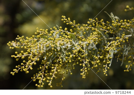 Ginkgo Akashiya 01 Ginkgo Akashiya 01 9718244