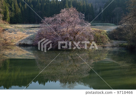 Mirror Sakura 2 Mirror Sakura 2 9718466