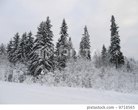 winter forest winter forest 9718565