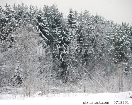 winter forest winter forest 9718591