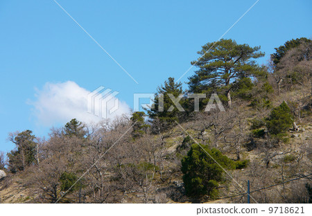 Trees in the Crimean mountains 9718621