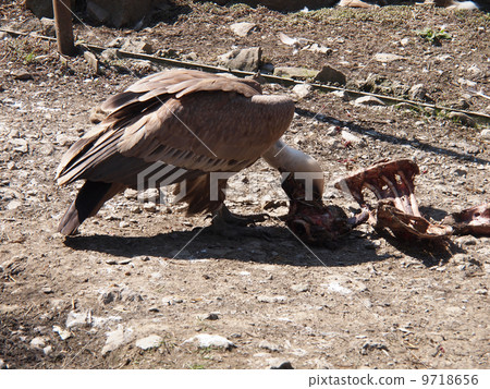 vulture at the zoo 9718656
