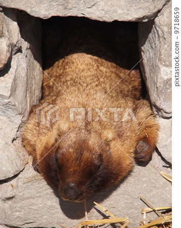 animal marmot 9718659