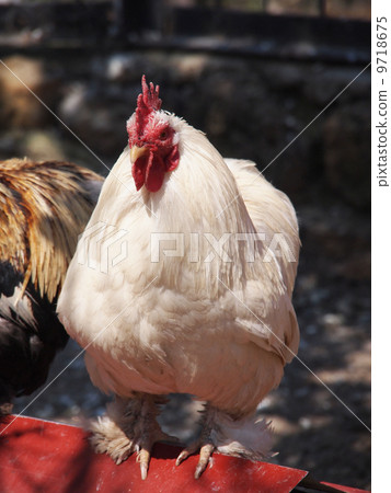 Chicken in a zoo 9718675