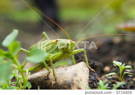 grasshopper on the ground 9718808