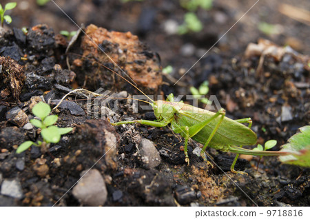 grasshopper on the ground 9718816