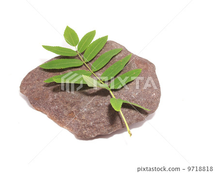 leaves and stone on white background 9718818