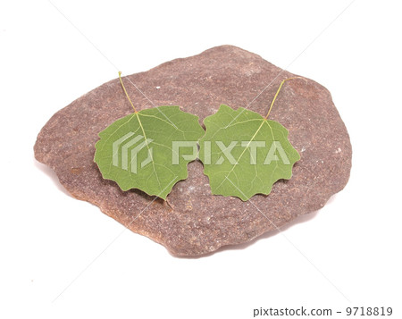 leaves and stone on white background 9718819