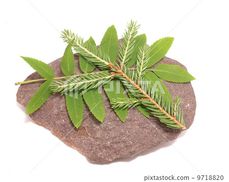 leaves and stone on white background 9718820