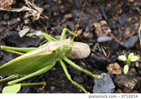 grasshopper on the ground 9718854