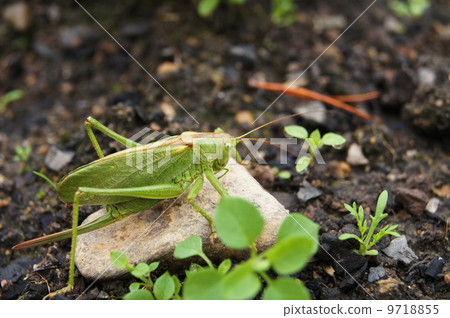 grasshopper on the ground 9718855