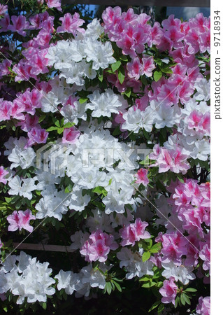It is Hirado Hirado Azalea (Akebono). It is Hirado Hirado Azalea (Akebono). 9718934