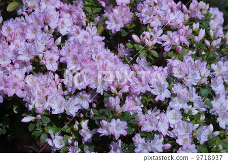 My name is Kurume Azalea Tamaki Shrine. 9718937