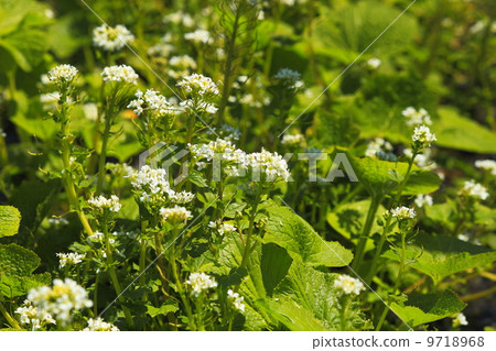 Wasabi flower 9718968